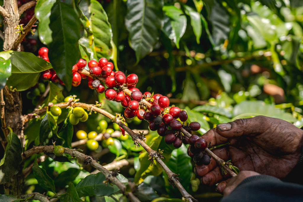 Why Your Coffee Price Changed — The Tariffs & Supply Squeeze Customers Should Know About